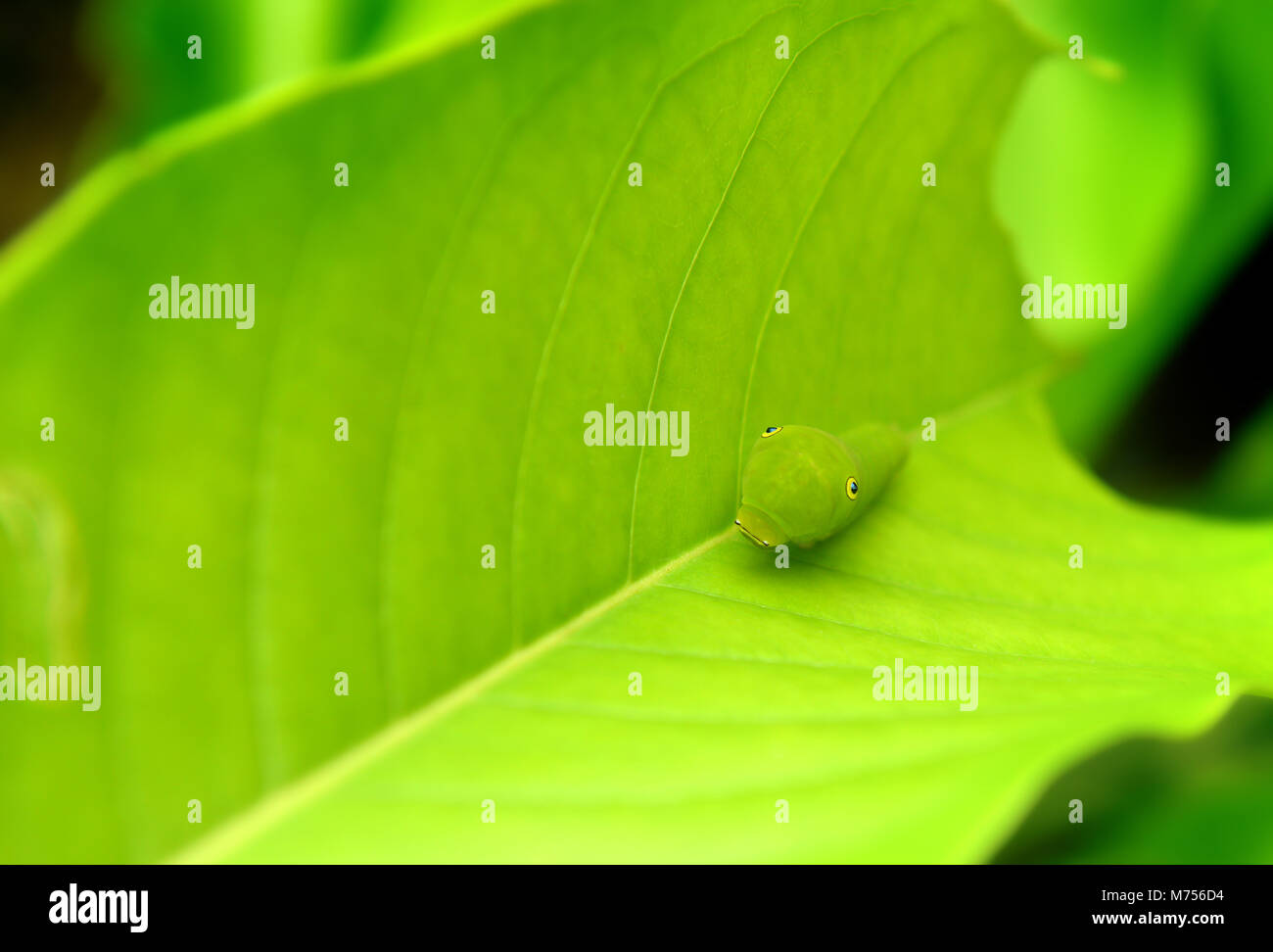 La foglia verde e verde piccolo verme del comune di jay butterfly nel telaio con spazio per il testo in outdoor nuvoloso e piovoso illuminazione. Foto Stock