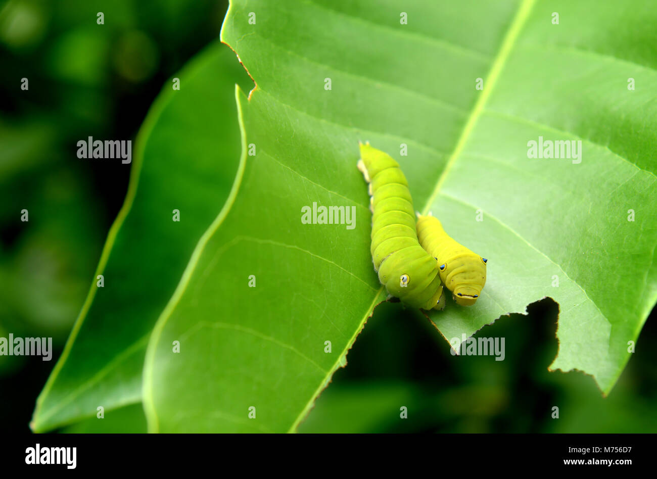 La foglia verde e verde piccolo verme del comune di jay butterfly nel telaio con spazio per il testo in outdoor nuvoloso e piovoso illuminazione. Foto Stock
