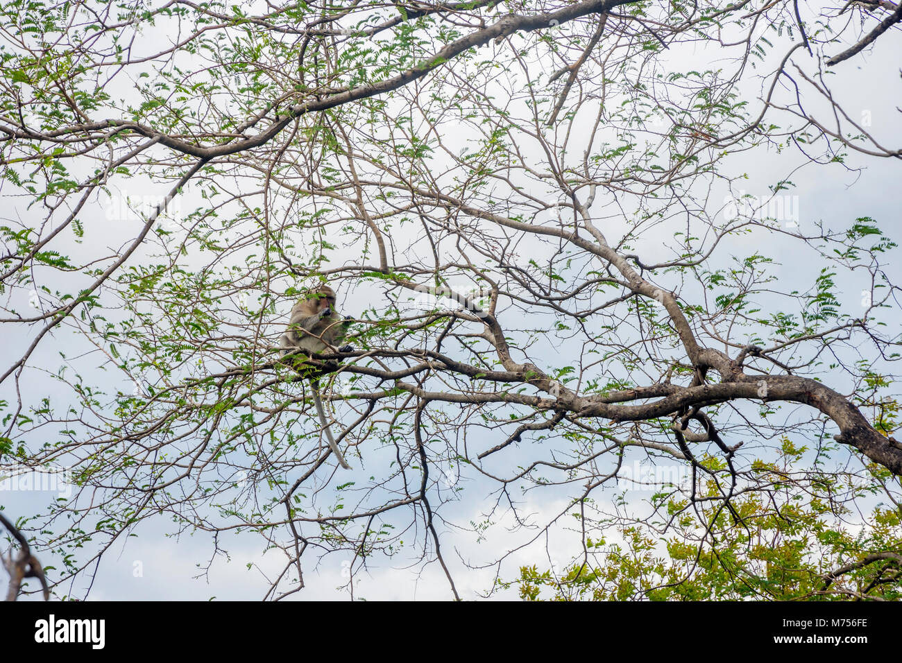 Monkey seduti sui rami di alberi, Cambogia Foto Stock