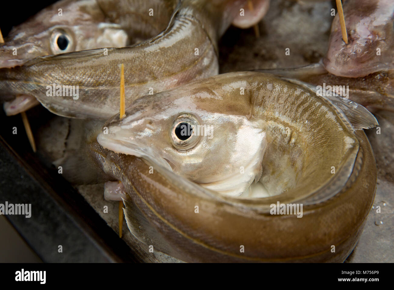 Whiting-Merlangius merlangus e pescato nella baia di Morecambe Beach pesca, "inseguono le loro code' prima di essere tostate in forno con olio di oliva e prezzemolo Foto Stock