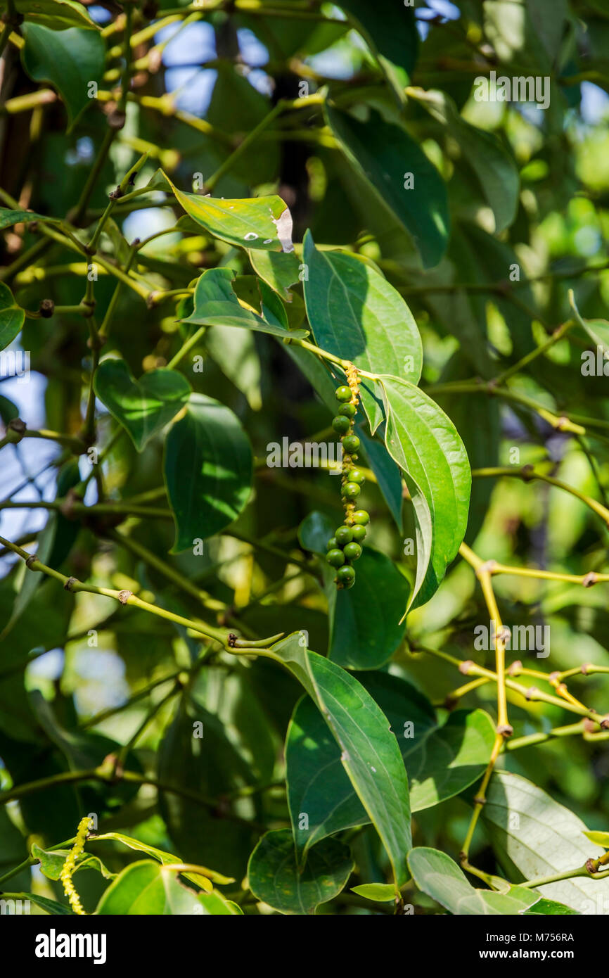 Kampot pepe agriturismo, pepe di crescita della pianta, Kampot, Cambogia Foto Stock