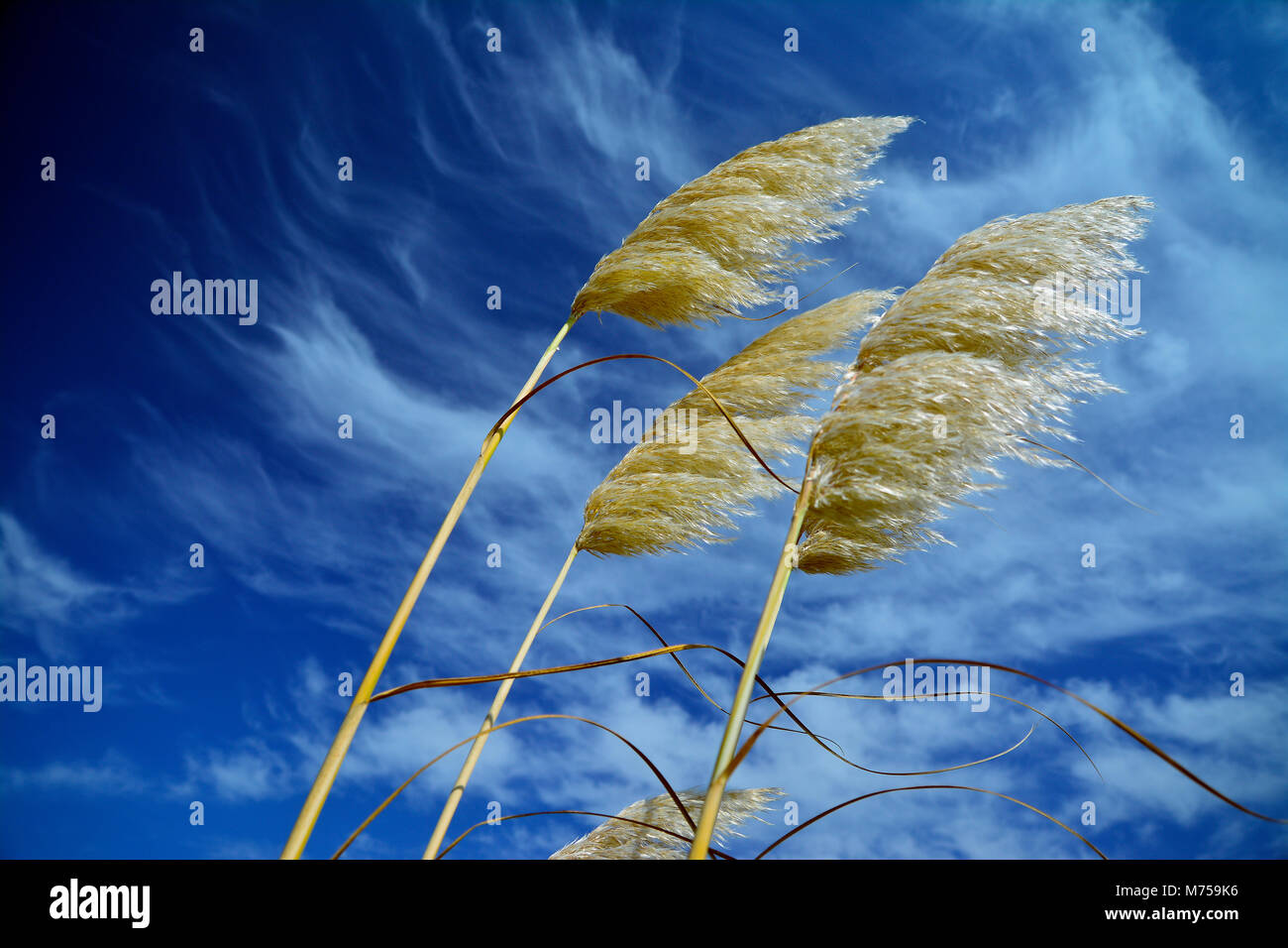 Impianto Plumose e sky con piacevole effetto nuvole a Ericeira (Portogallo) Foto Stock