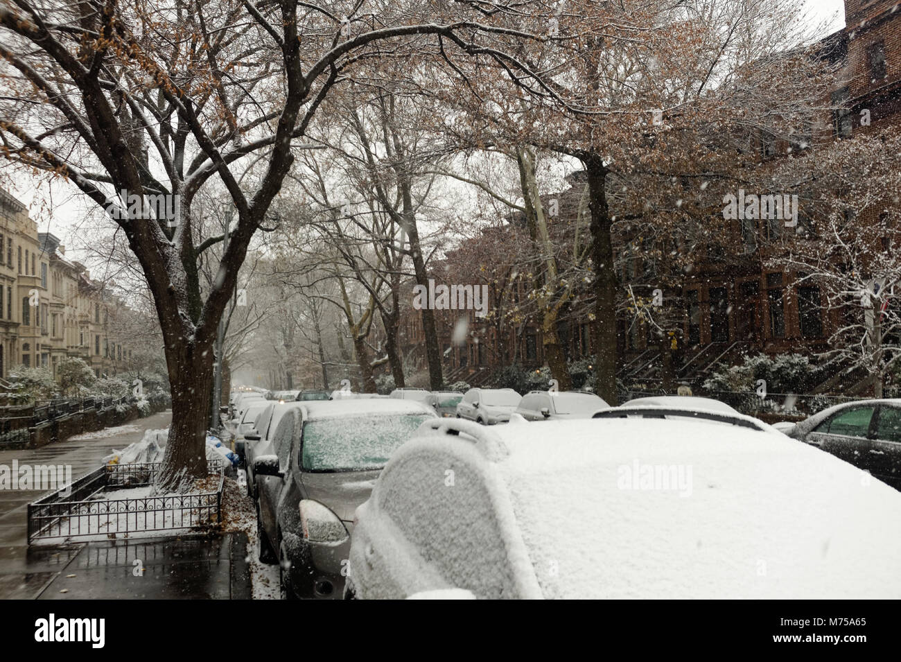 Auto coperte di neve parcheggiate su una strada alberata dopo una tempesta di neve a Brooklyn, New York. Foto Stock