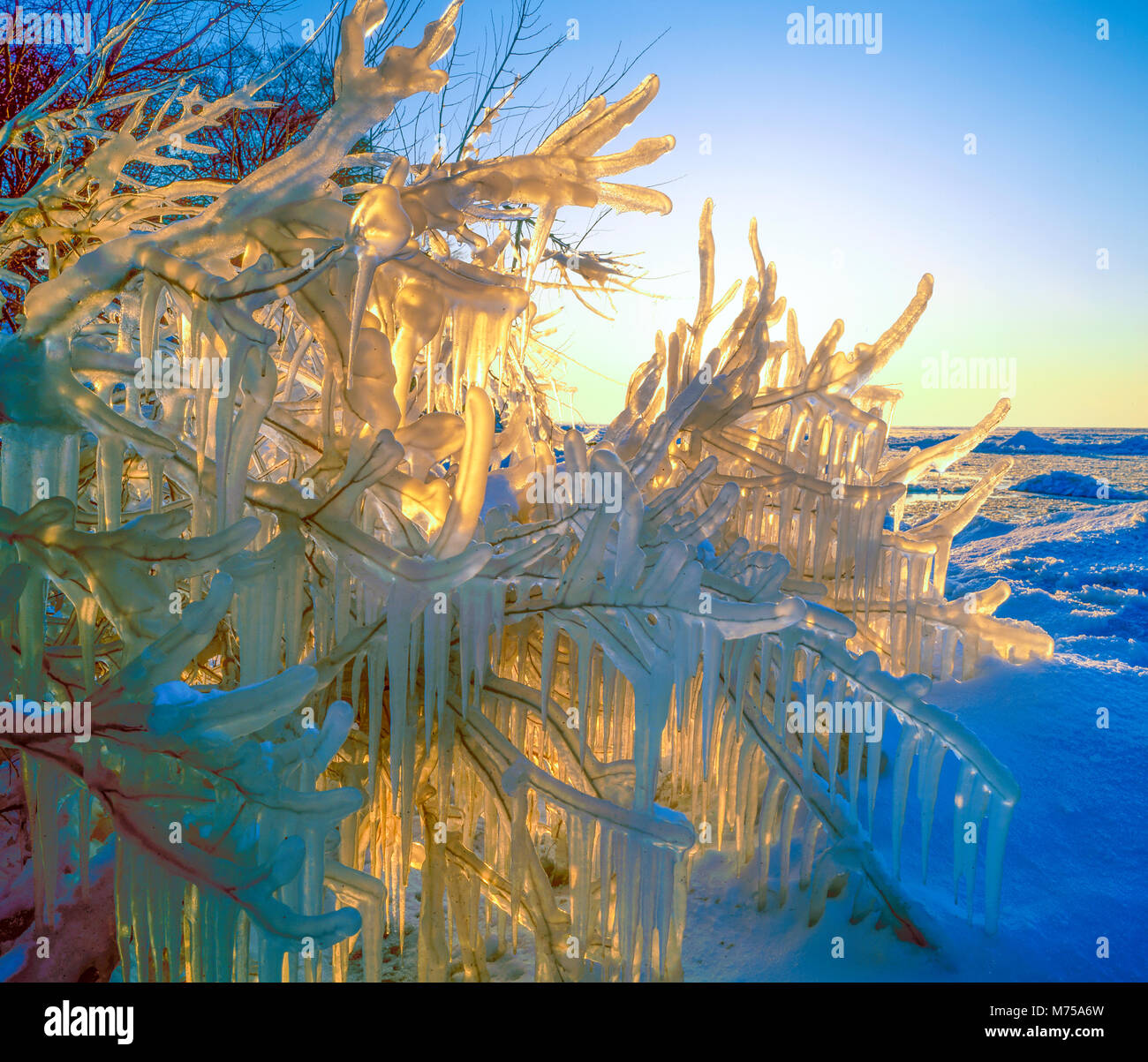 Coperti di ghiaccio alberi lungo il Lago Erie, Cedar Point National Wildlife Reguge, il Lago Erie, Ohio, ice-incrostati di rami dalle onde del lago Foto Stock