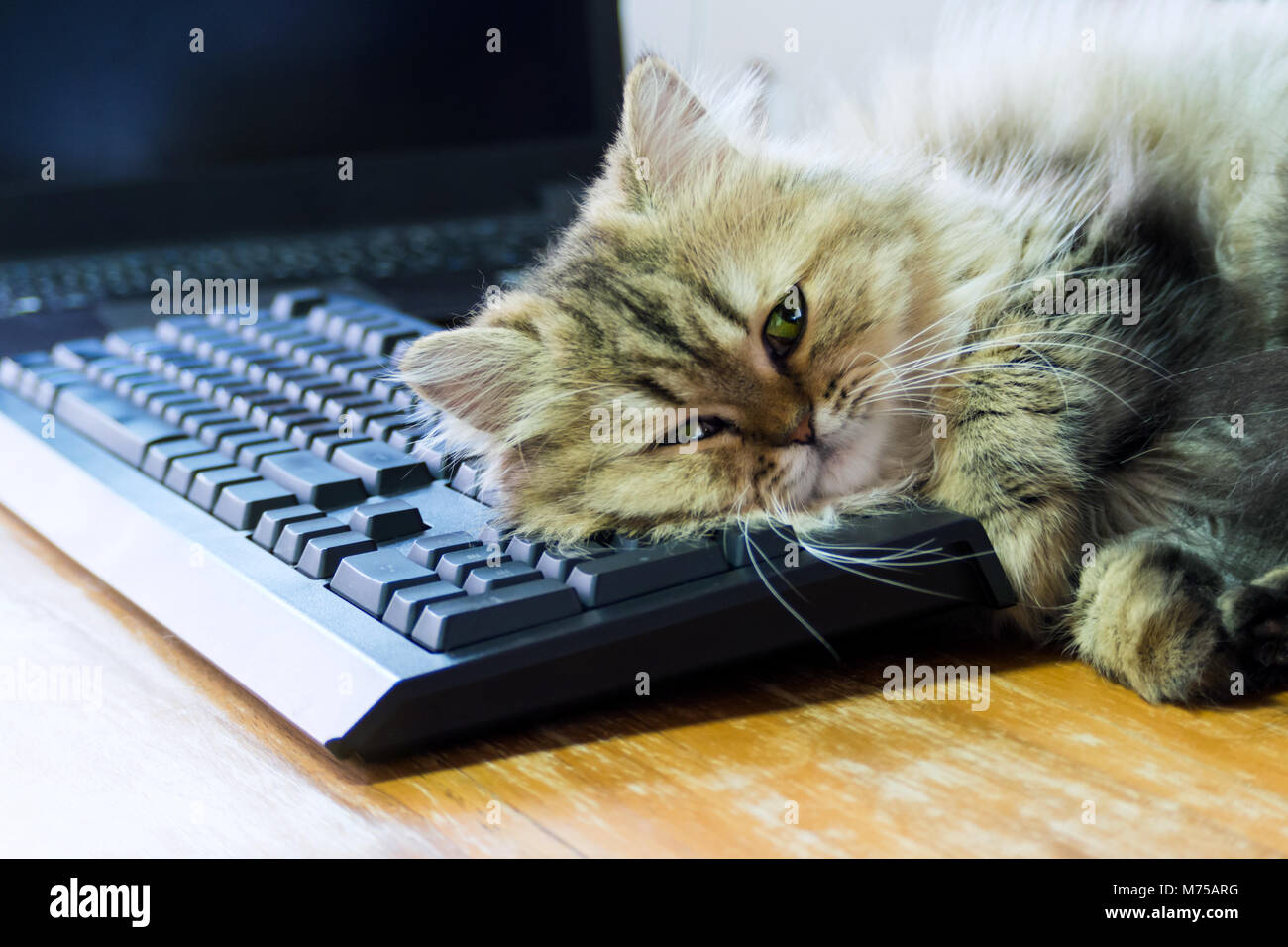 Lazy chinchilla persiano gatto gattino il sonno per tastiera nera e il computer portatile su legno tavolo di lavoro in ufficio a casa il lunedì mattina. Foto Stock