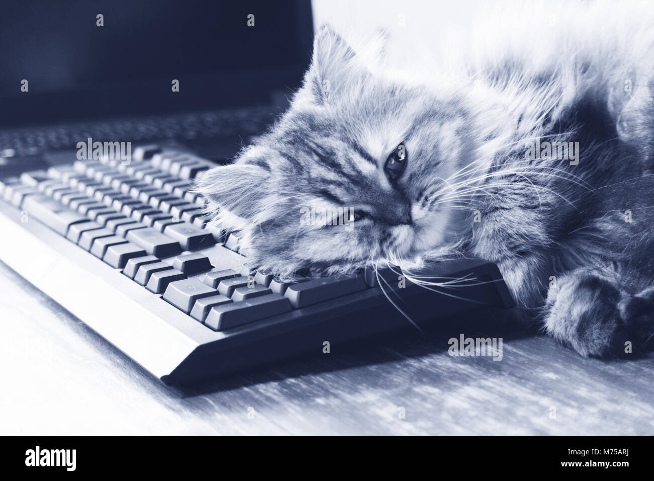 Lazy chinchilla persiano gatto gattino il sonno per tastiera nera e il computer portatile su legno tavolo di lavoro in ufficio a casa il lunedì mattina. blu Foto Stock