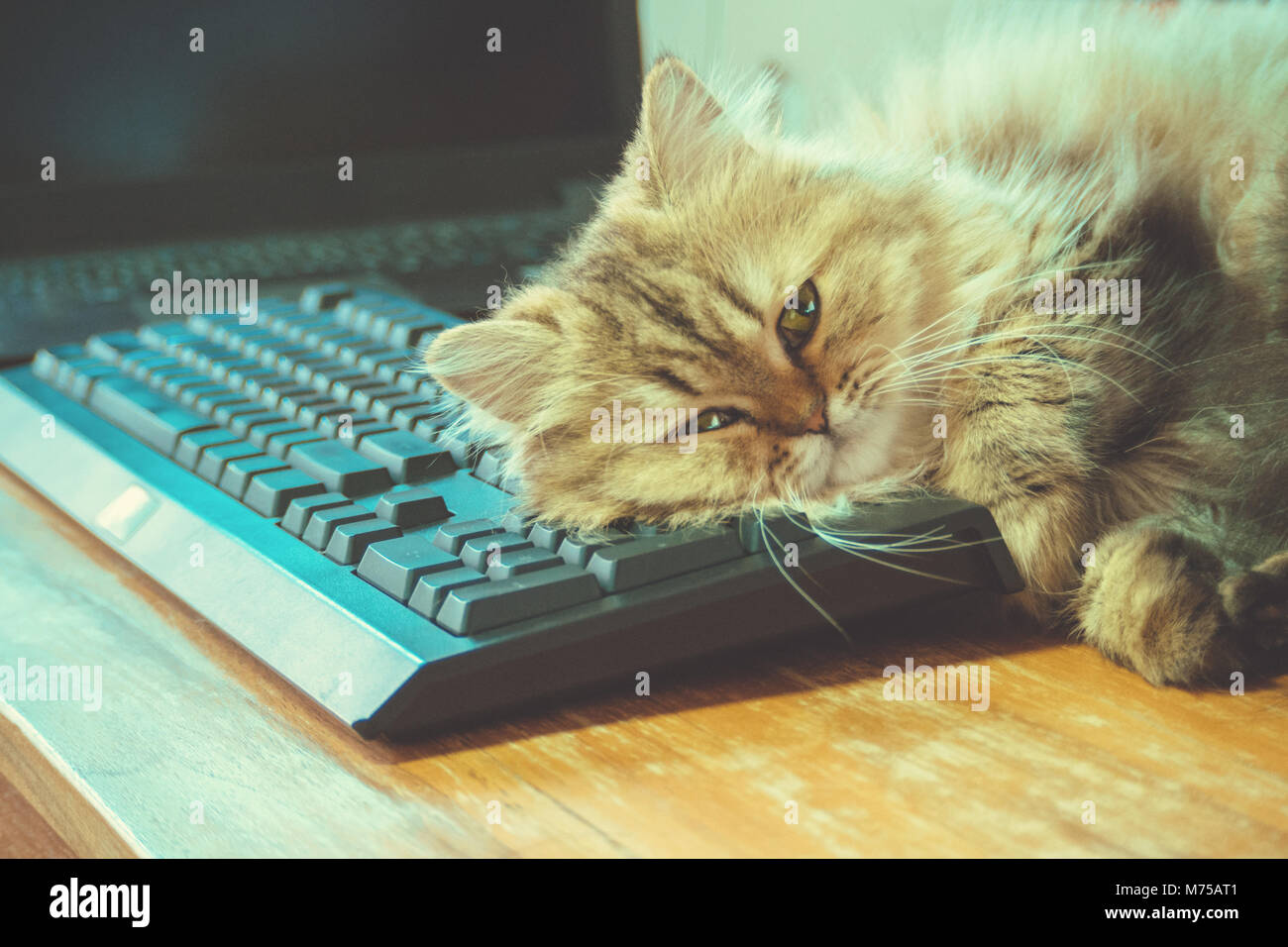 Lazy chinchilla persiano gatto gattino il sonno per tastiera nera e il computer portatile su legno tavolo di lavoro in ufficio a casa il lunedì mattina vinta Foto Stock