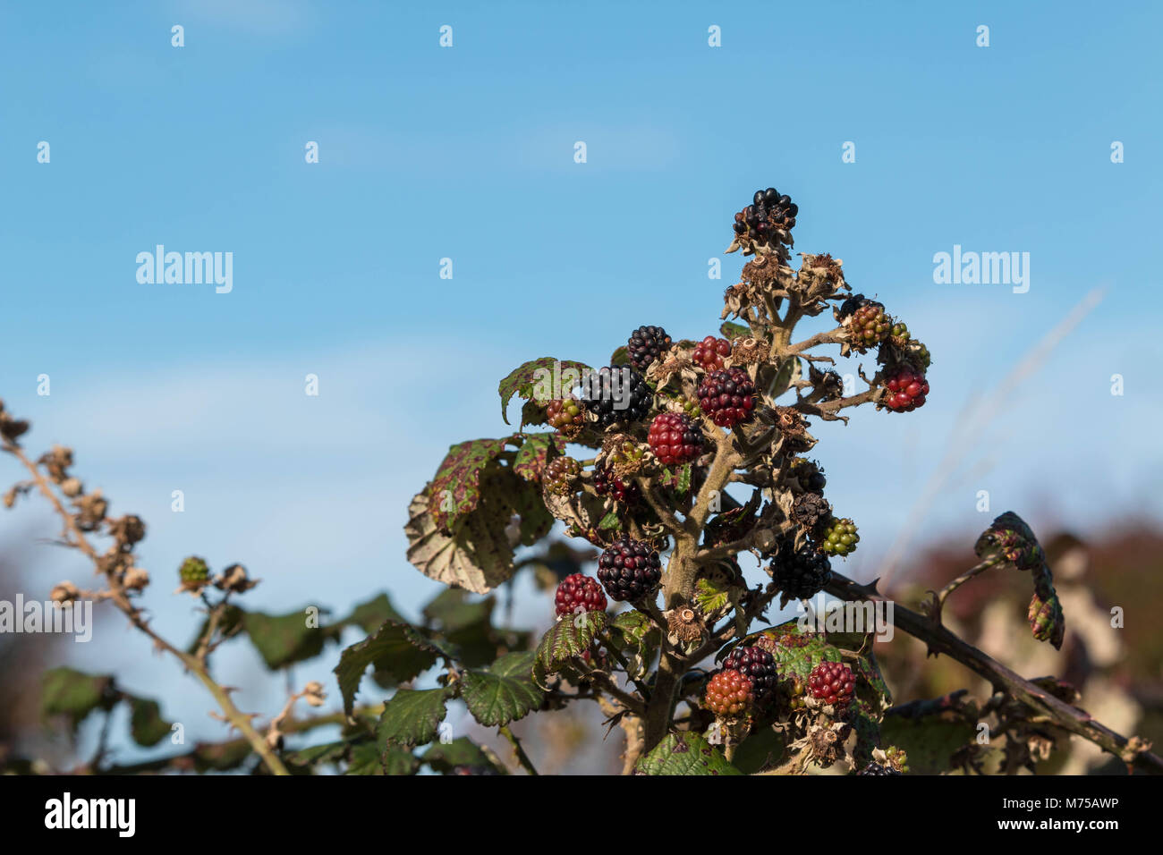 More che crescono su bramble alla fine dell'autunno Foto Stock