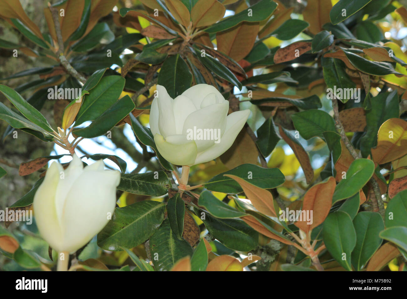 La Louisiana State Fiore: Magnolia Foto Stock