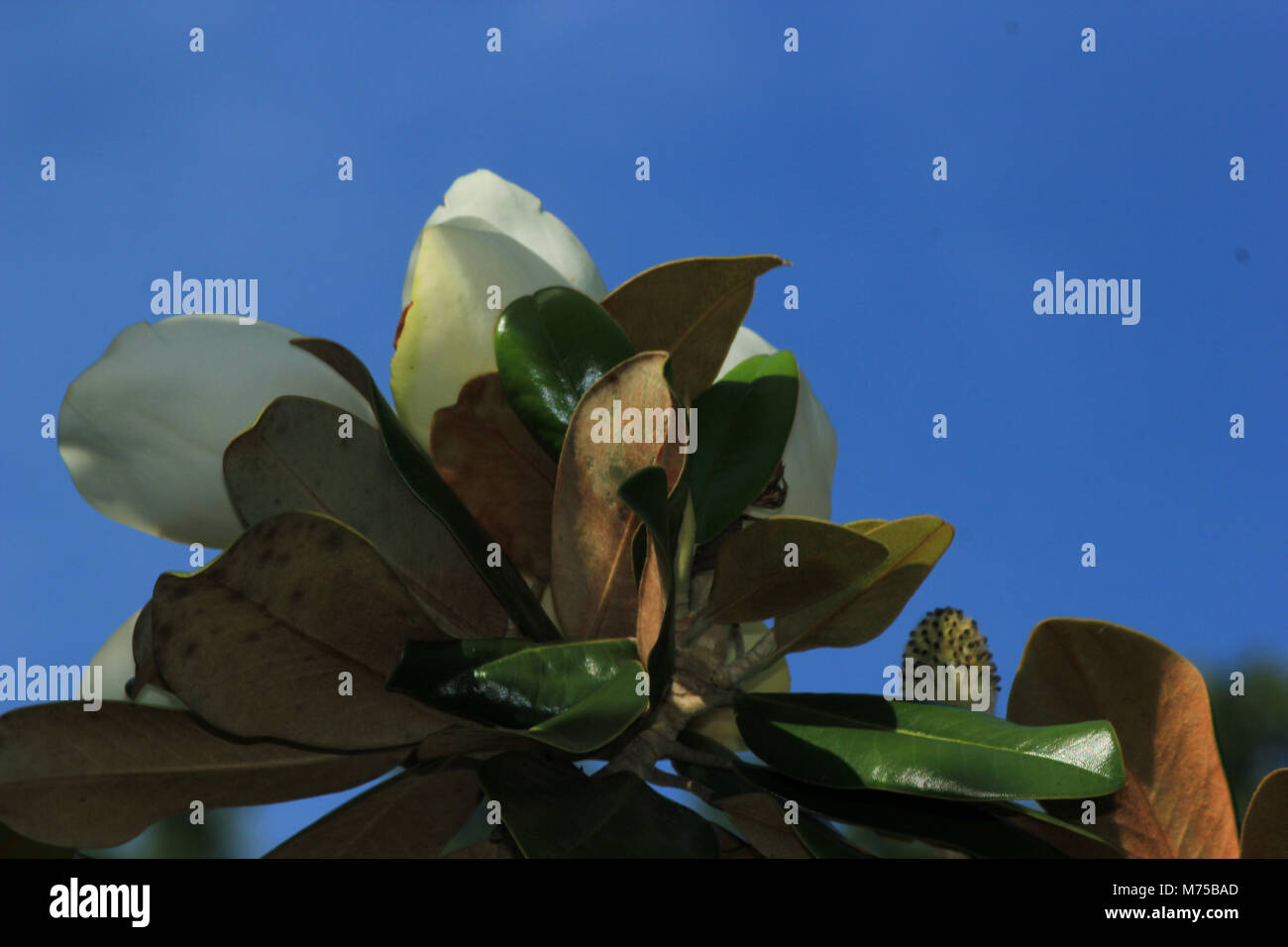 La Louisiana State Fiore: Magnolia Foto Stock