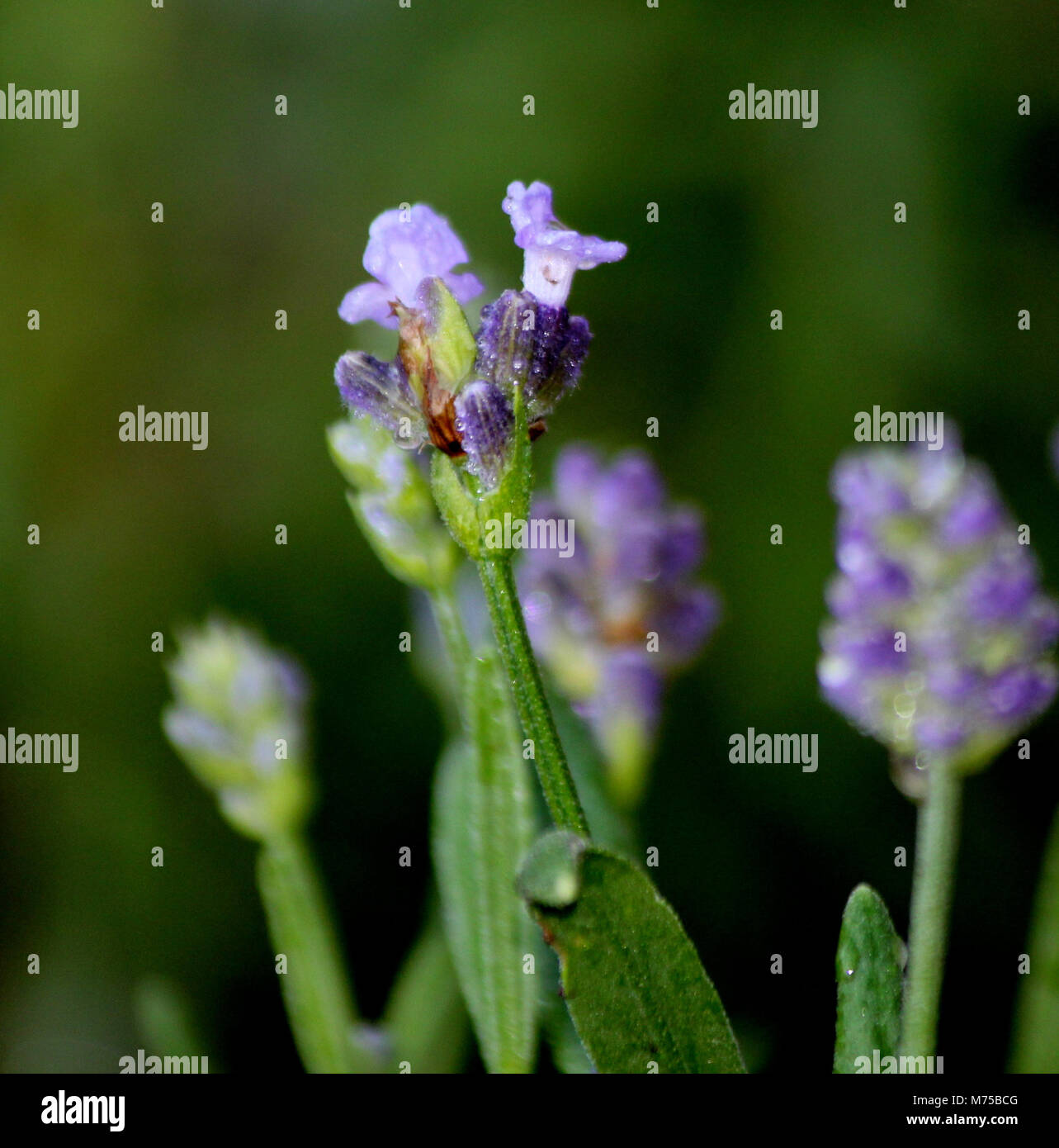 La lavanda in inglese Foto Stock