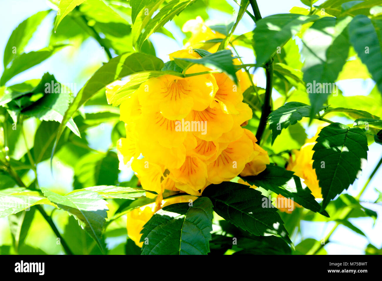 Fiori gialli che hanno la forma di campane immagini e fotografie stock ad  alta risoluzione - Alamy