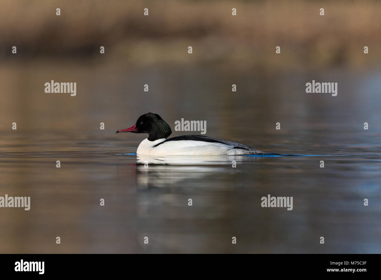 Vista laterale maschio naturale comune (merganser Mergus merganser) nuoto, di sole Foto Stock