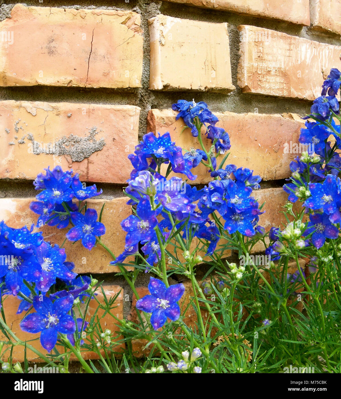 Estate Fiore Blues Foto Stock