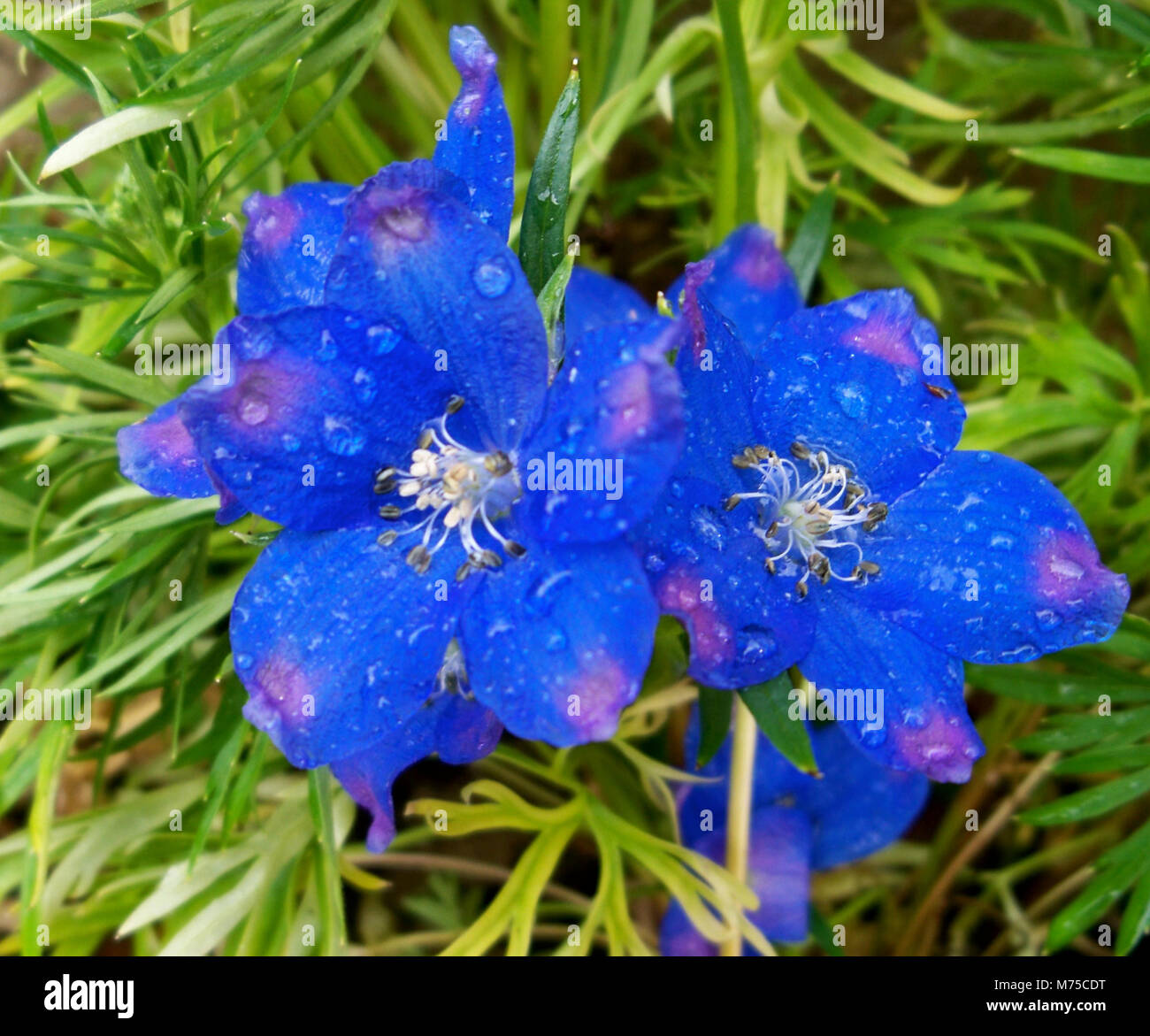 Estate Fiore Blues Foto Stock
