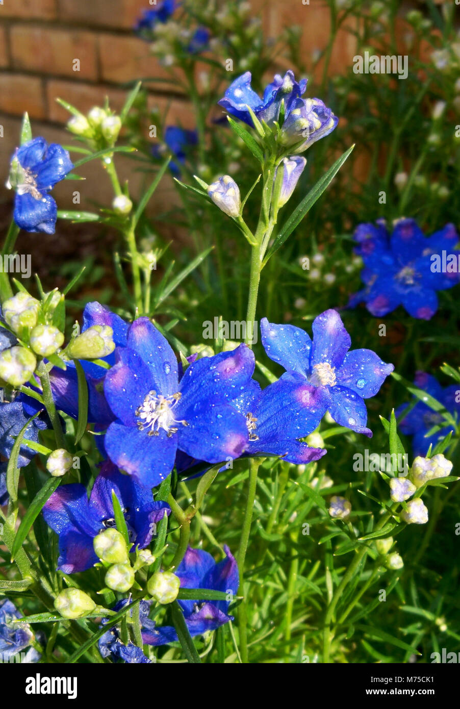 Estate Fiore Blues Foto Stock