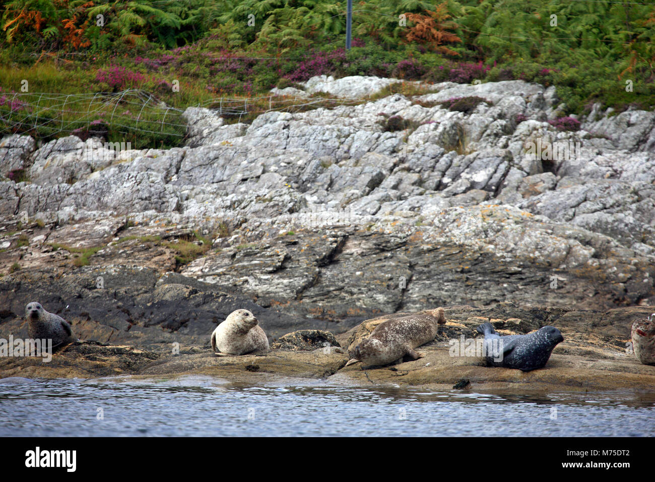 Isle of Jura, Scozia. Stagione comune lungo la costa rocciosa Foto Stock