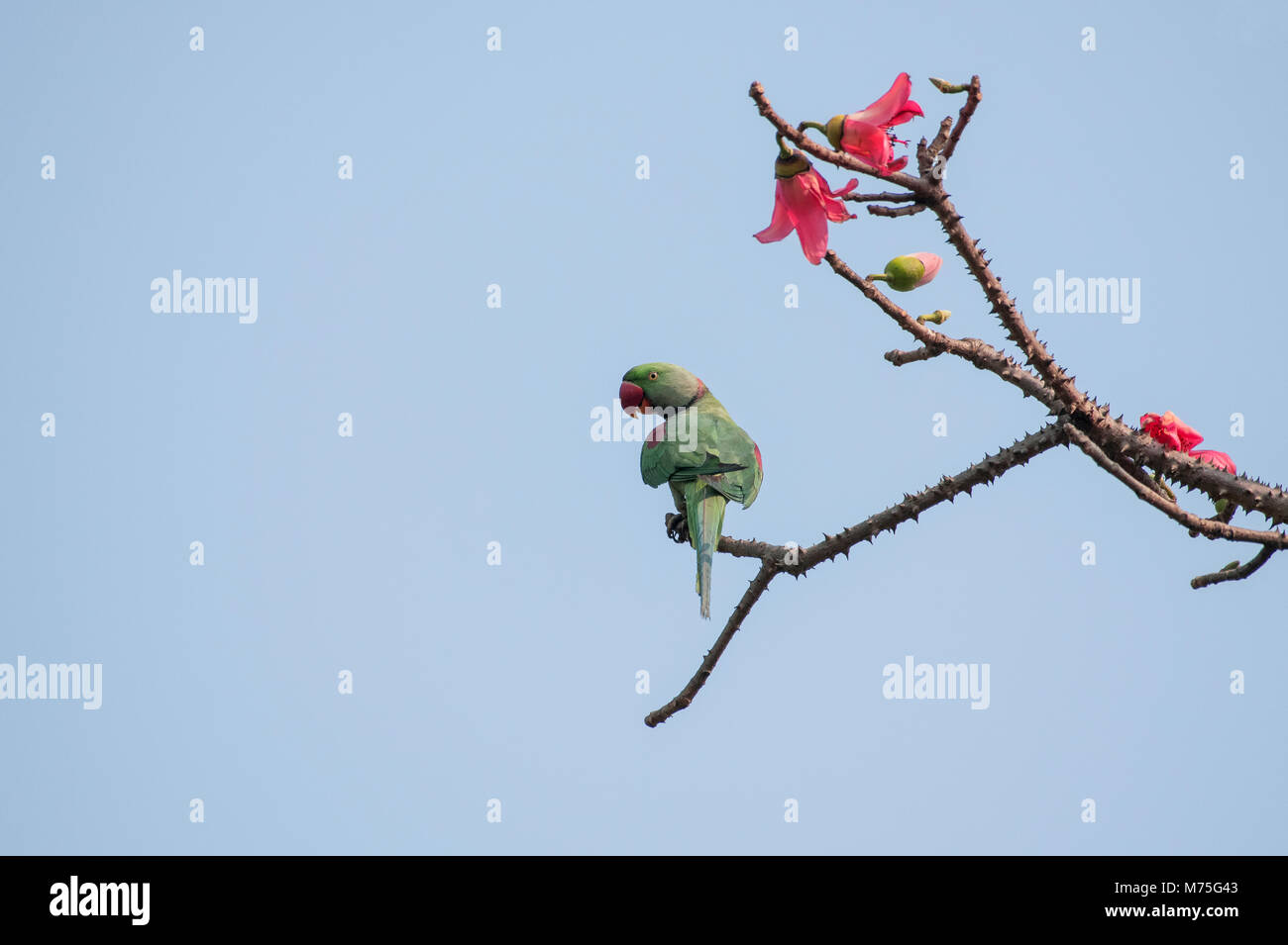 Gli uccelli: Alexandrine Parakeet appollaiato sul ramo di un albero Foto Stock