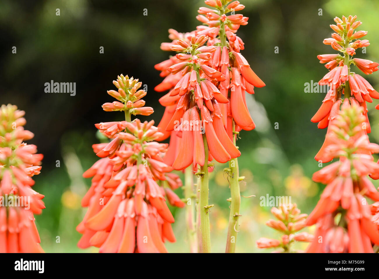 I fiori di un plowbreaker (Erythrina zeyheri) Foto Stock