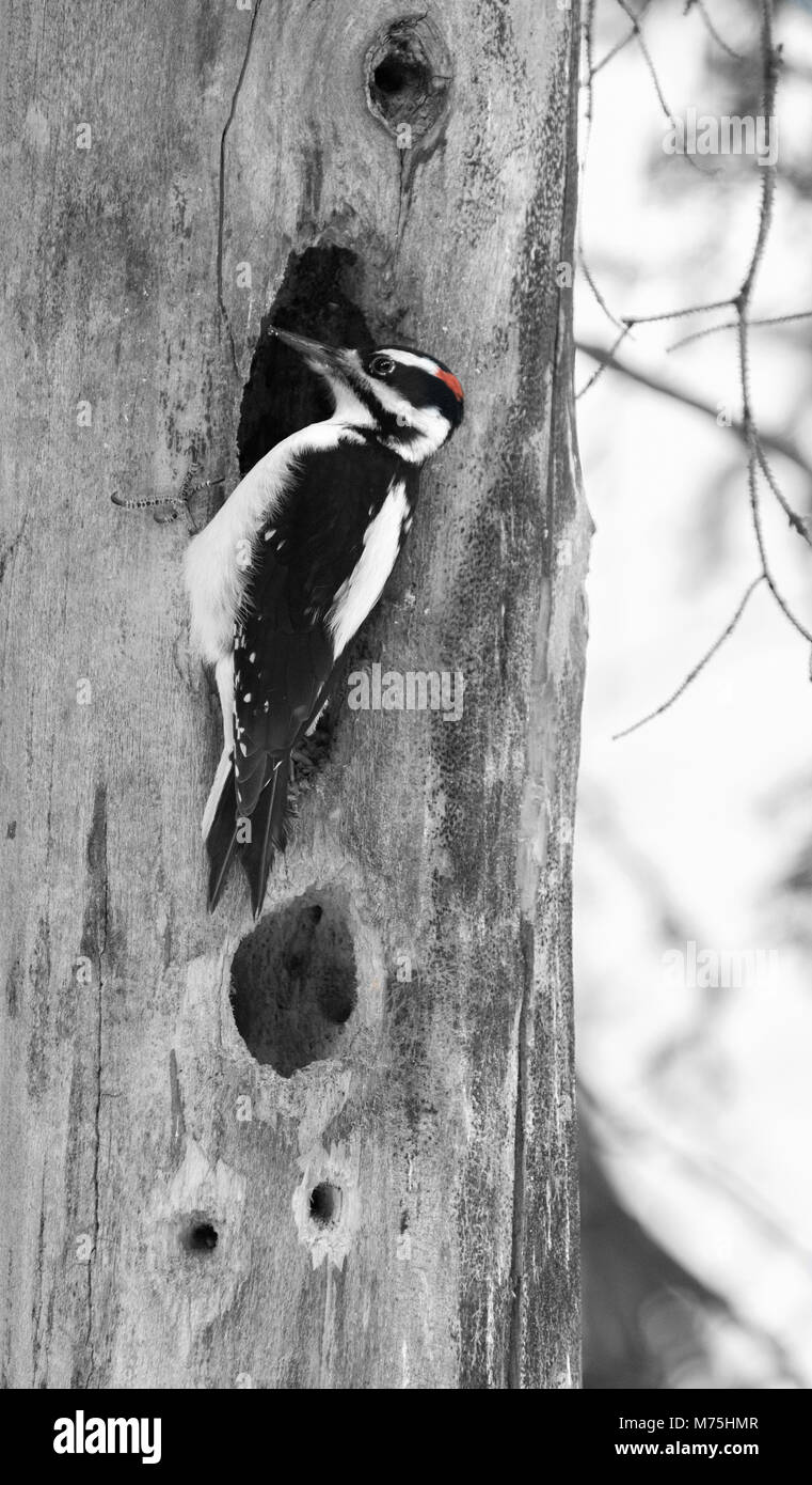 Il bianco, il rosso e il nero patterning identifica un picchio pelose che è bloccata la loro testa in un foro. Foto Stock