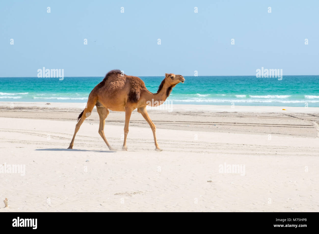 Cammelli o dromedario in Salalah, Sultanato di Oman Foto Stock