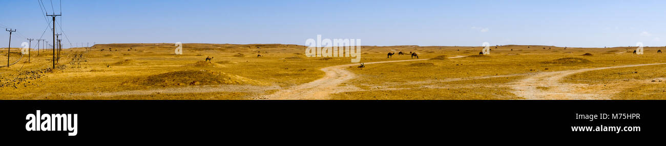 Cammelli o dromedario in Salalah, Sultanato di Oman Foto Stock