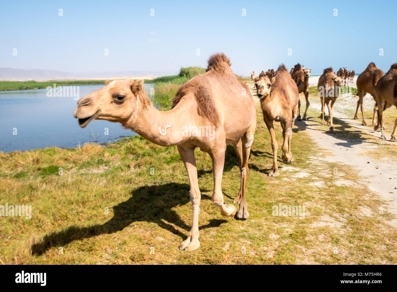 Cammelli o dromedario in Salalah, Sultanato di Oman Foto Stock