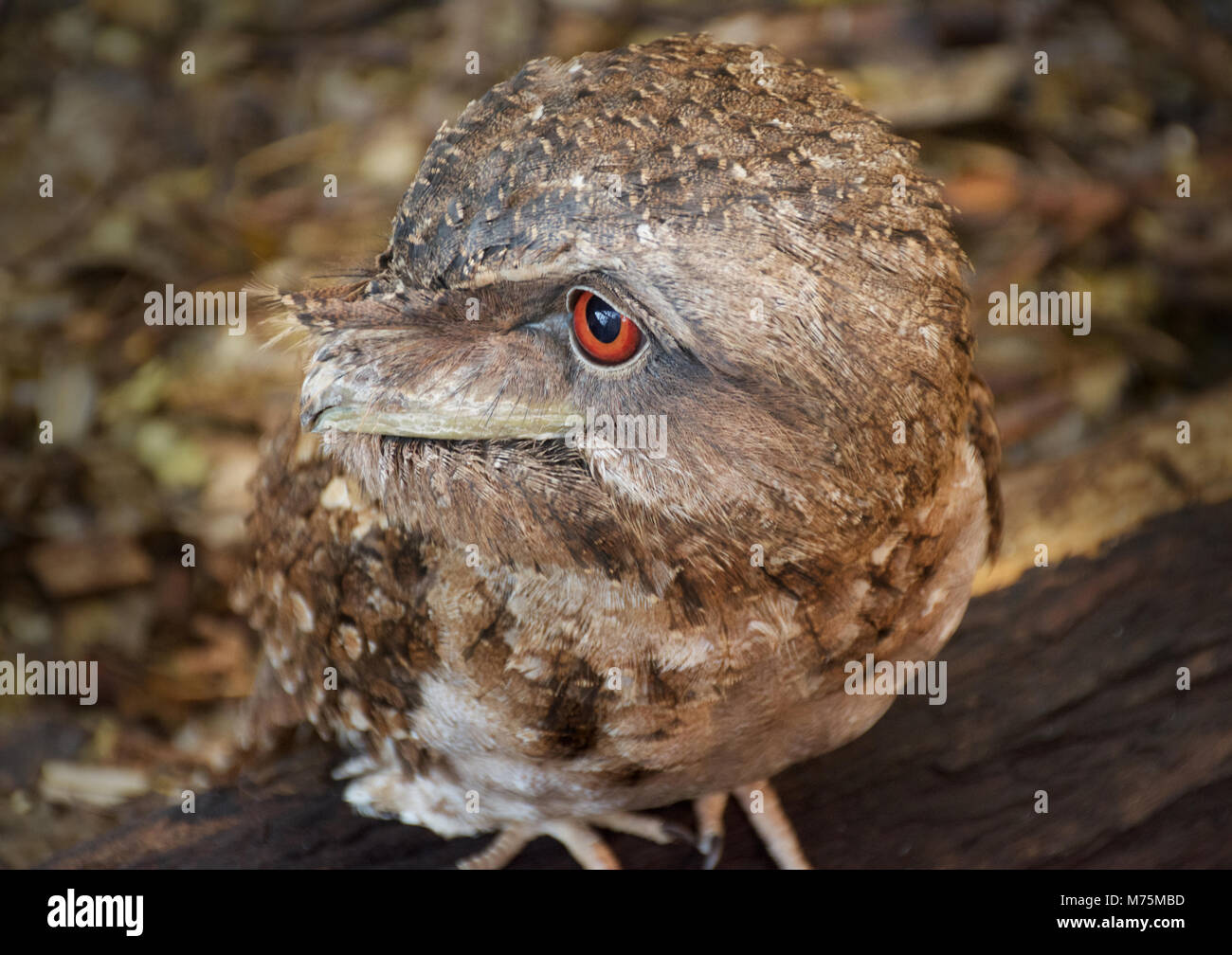 Nativi Australiani nebbia Bruno bocca Owl mimetizzata contro il suo fondo Foto Stock