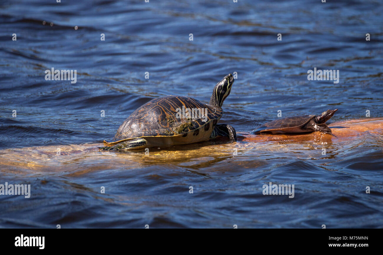 Softshell turtle Apalone ferox si siede su un log con una florida ventre rosso turtle Pseudemys nelsoni a lungo in un stagno di Naples, Florida Foto Stock