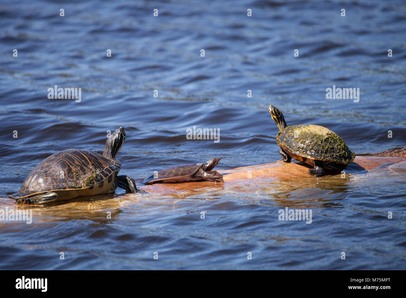 Softshell turtle Apalone ferox si siede su un log con una florida ventre rosso turtle Pseudemys nelsoni a lungo in un stagno di Naples, Florida Foto Stock