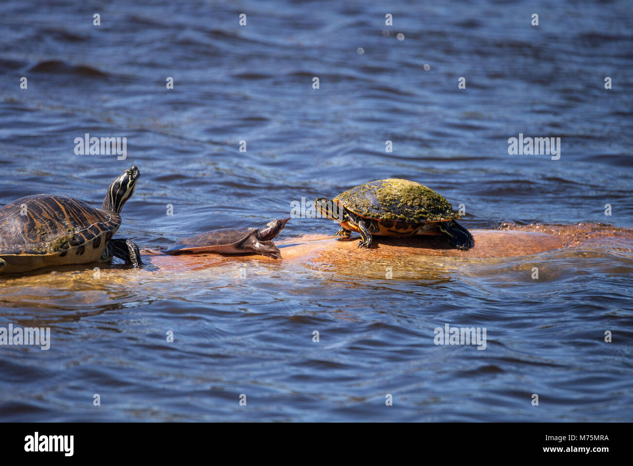 Softshell turtle Apalone ferox si siede su un log con una florida ventre rosso turtle Pseudemys nelsoni a lungo in un stagno di Naples, Florida Foto Stock