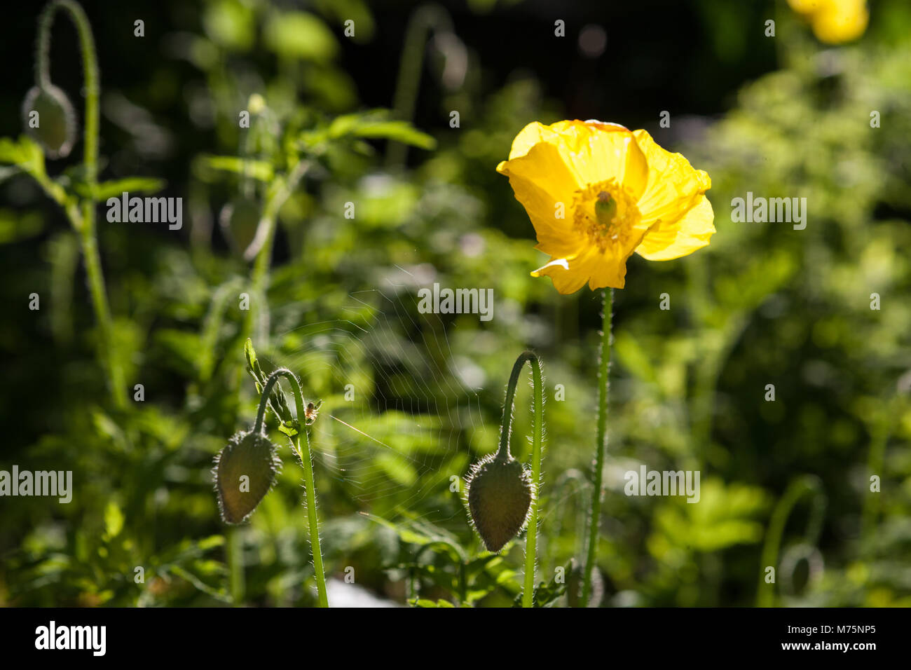 Welsh papavero, Engelsk vallmo (Meconopsis cambrica) Foto Stock