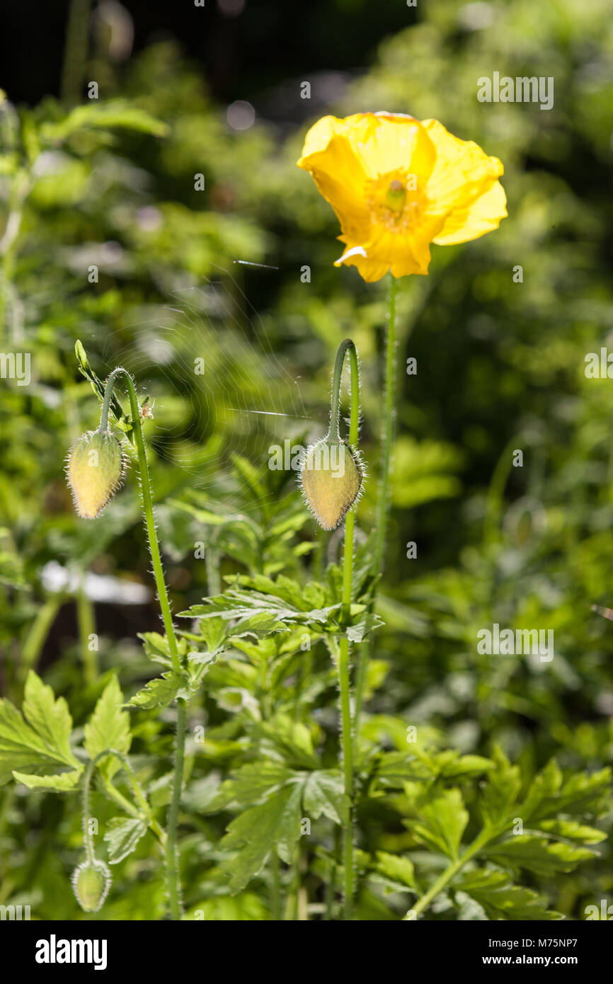 Welsh papavero, Engelsk vallmo (Meconopsis cambrica) Foto Stock