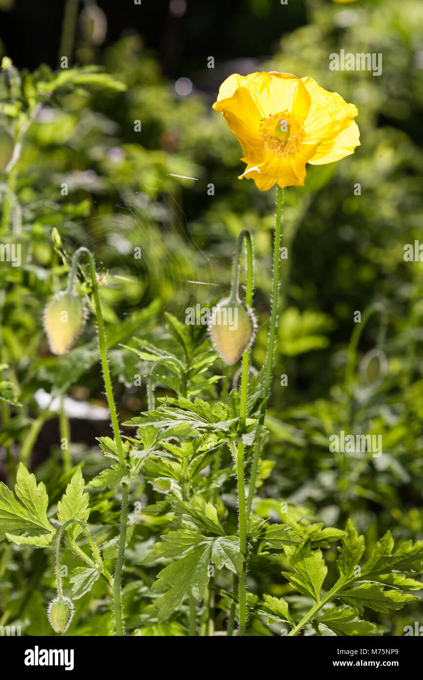 Welsh papavero, Engelsk vallmo (Meconopsis cambrica) Foto Stock
