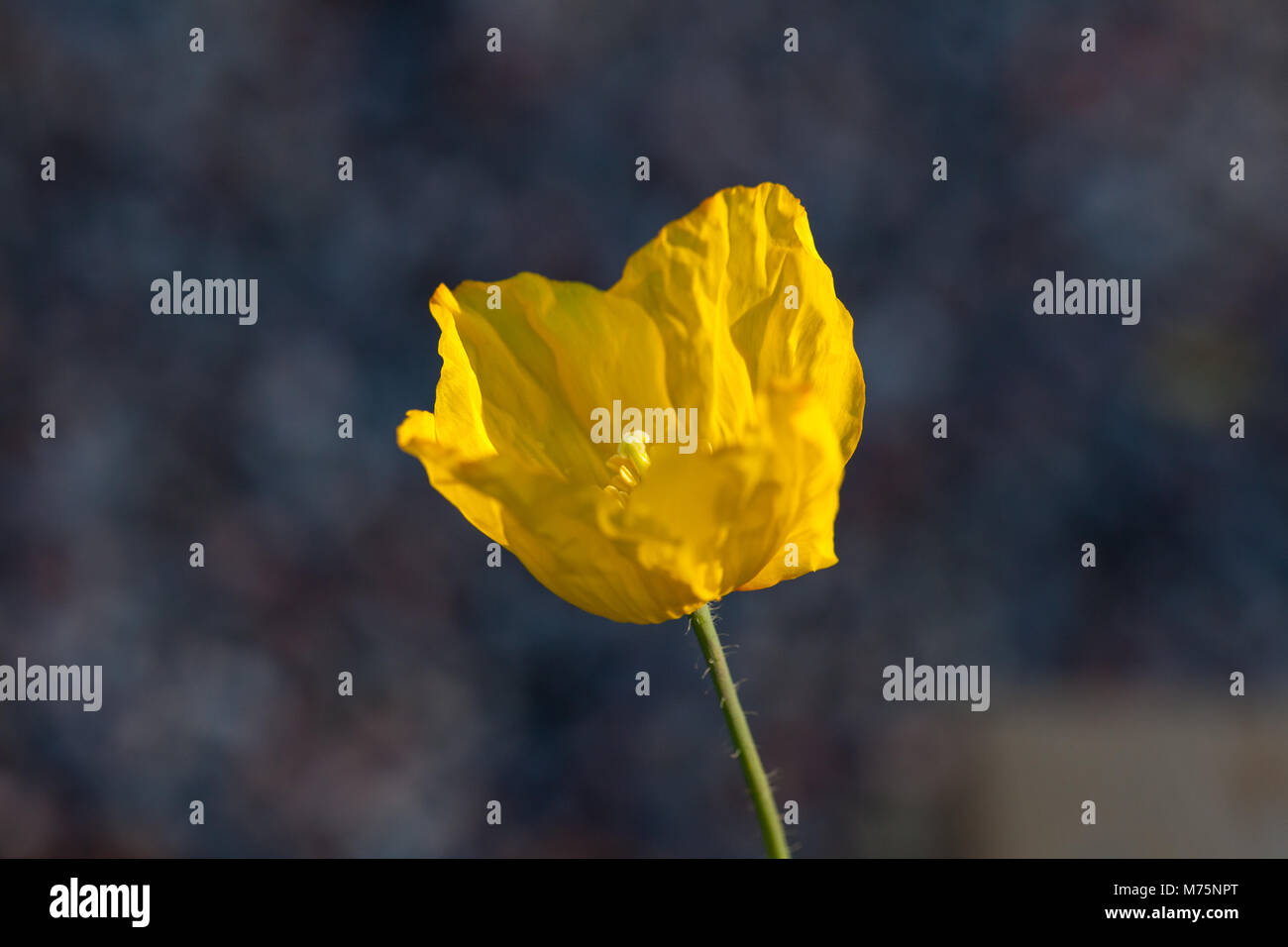 Welsh papavero, Engelsk vallmo (Meconopsis cambrica) Foto Stock