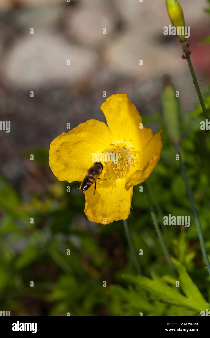Welsh papavero, Engelsk vallmo (Meconopsis cambrica) Foto Stock
