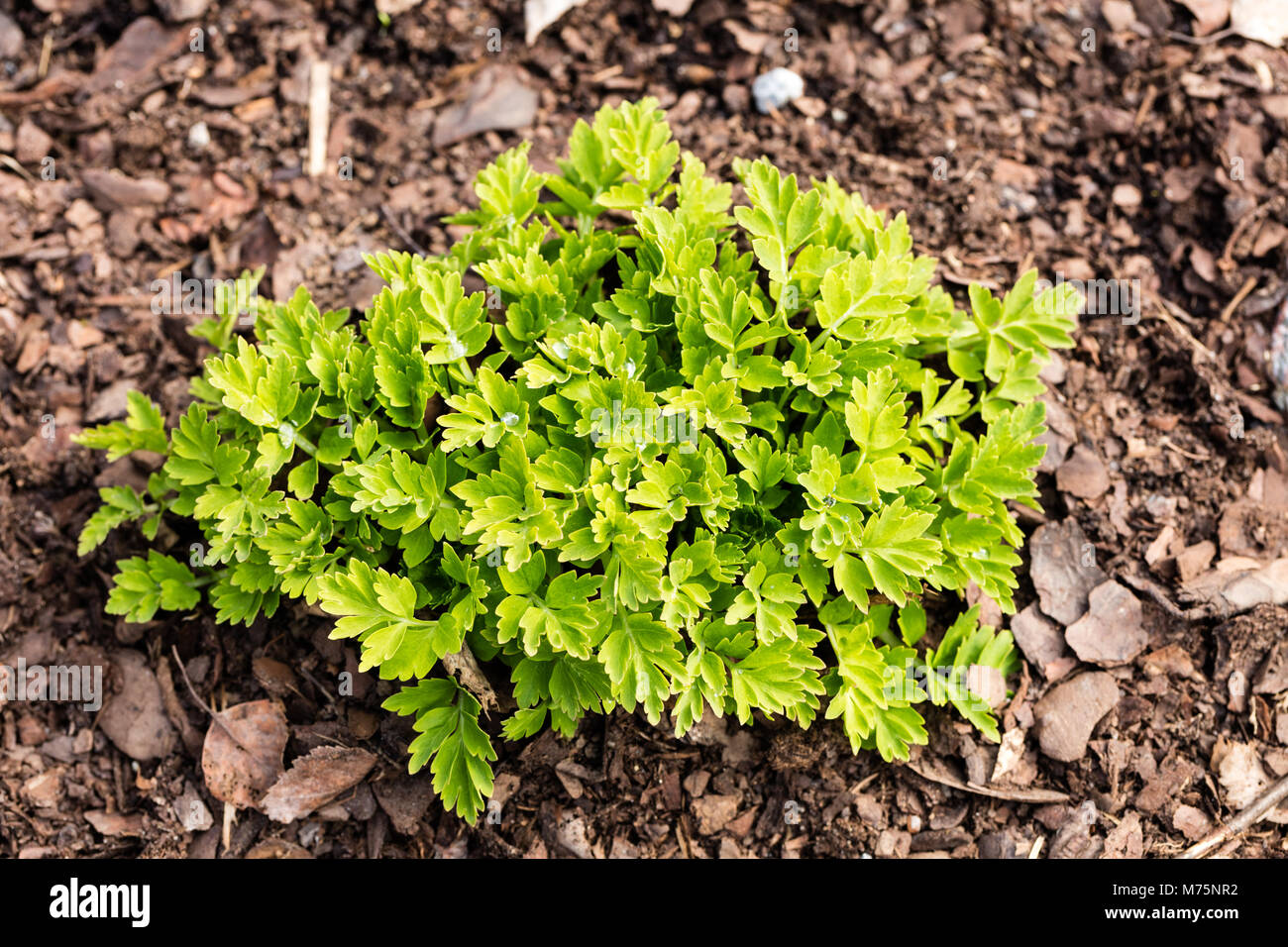 Welsh papavero, Engelsk vallmo (Meconopsis cambrica) Foto Stock