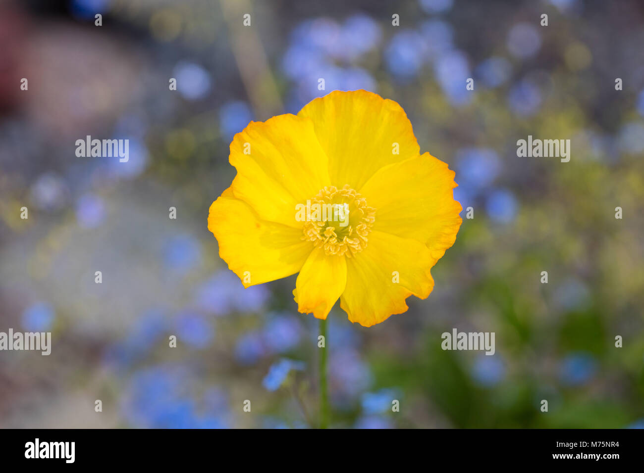 Welsh papavero, Engelsk vallmo (Meconopsis cambrica) Foto Stock