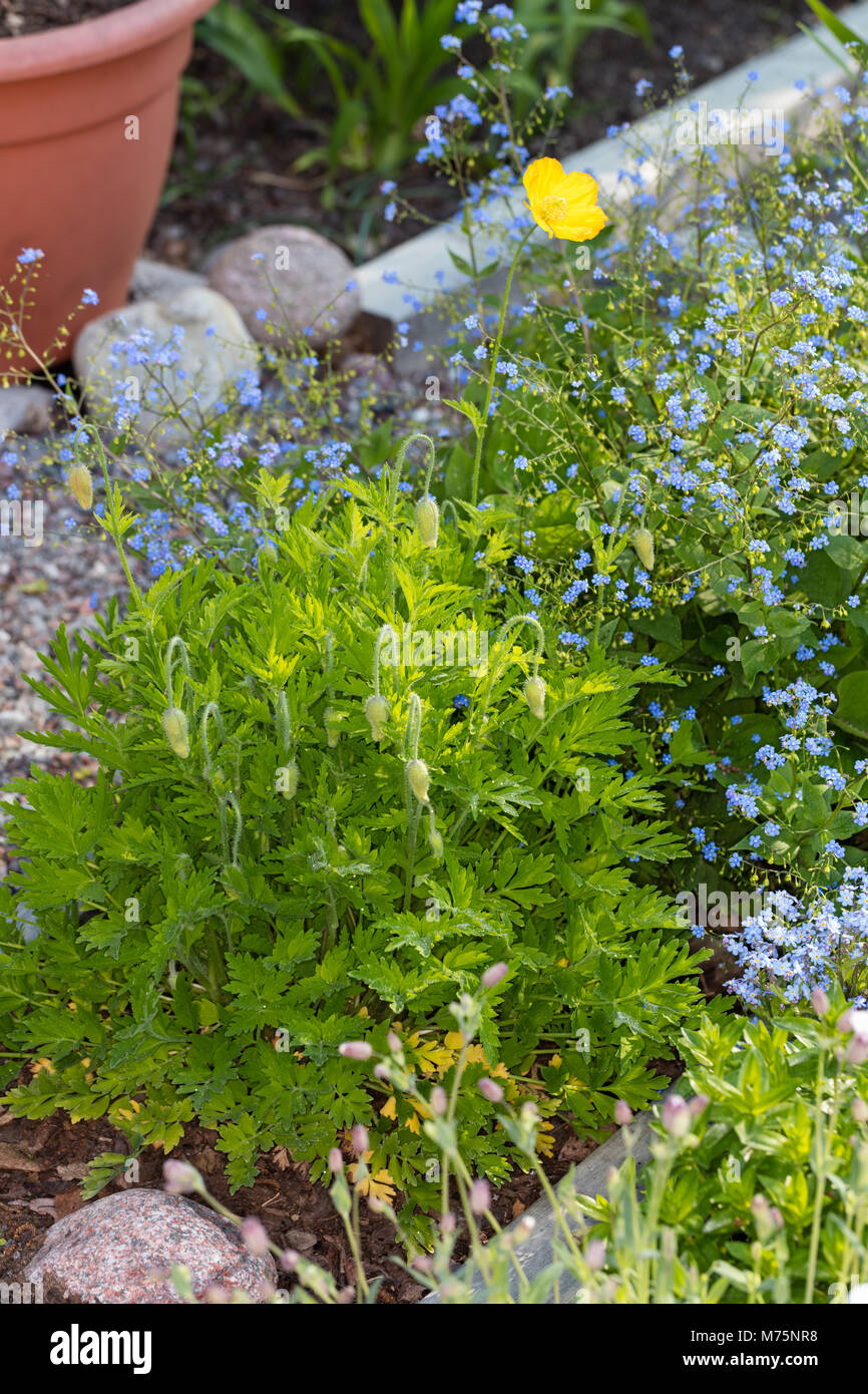 Welsh papavero, Engelsk vallmo (Meconopsis cambrica) Foto Stock