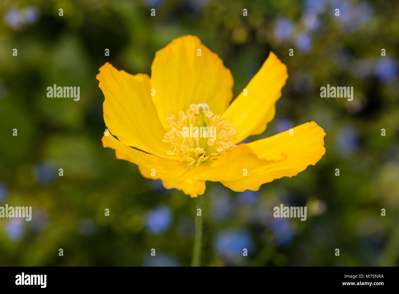 Welsh papavero, Engelsk vallmo (Meconopsis cambrica) Foto Stock