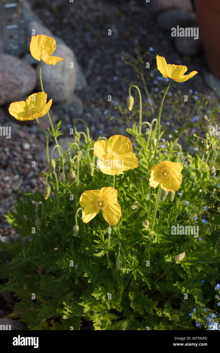 Welsh papavero, Engelsk vallmo (Meconopsis cambrica) Foto Stock