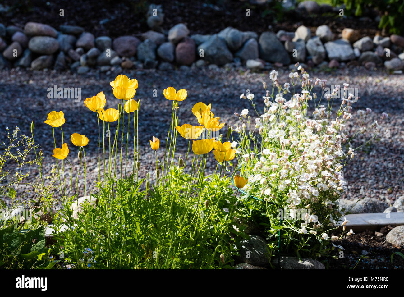 Welsh papavero, Engelsk vallmo (Meconopsis cambrica) Foto Stock