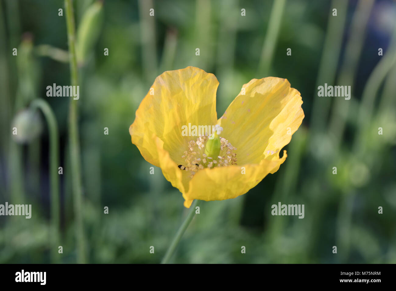 Welsh papavero, Engelsk vallmo (Meconopsis cambrica) Foto Stock