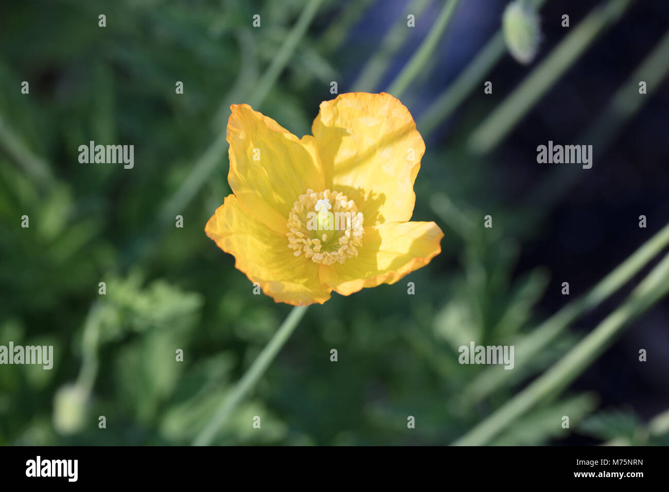 Welsh papavero, Engelsk vallmo (Meconopsis cambrica) Foto Stock