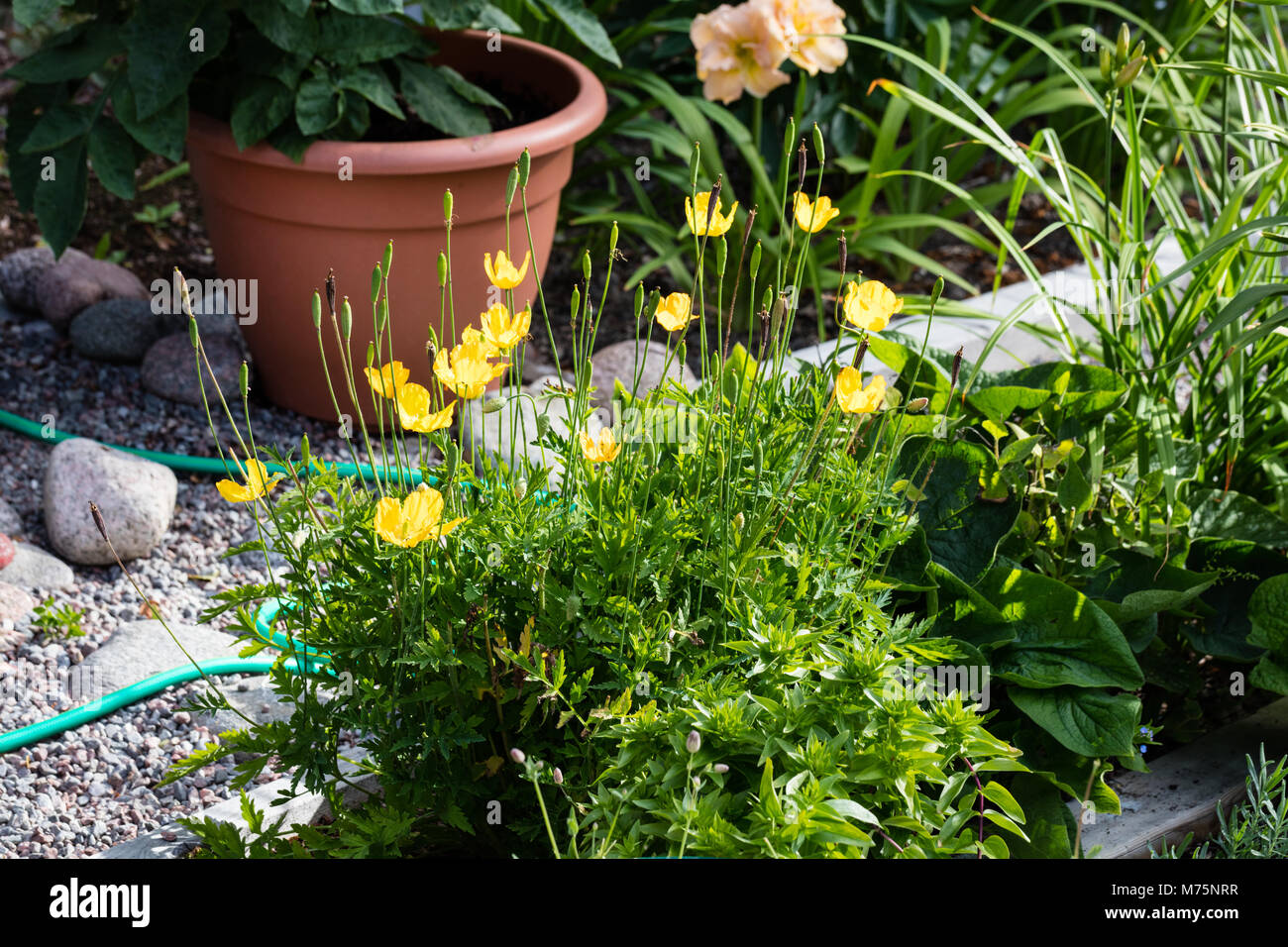 Welsh papavero, Engelsk vallmo (Meconopsis cambrica) Foto Stock