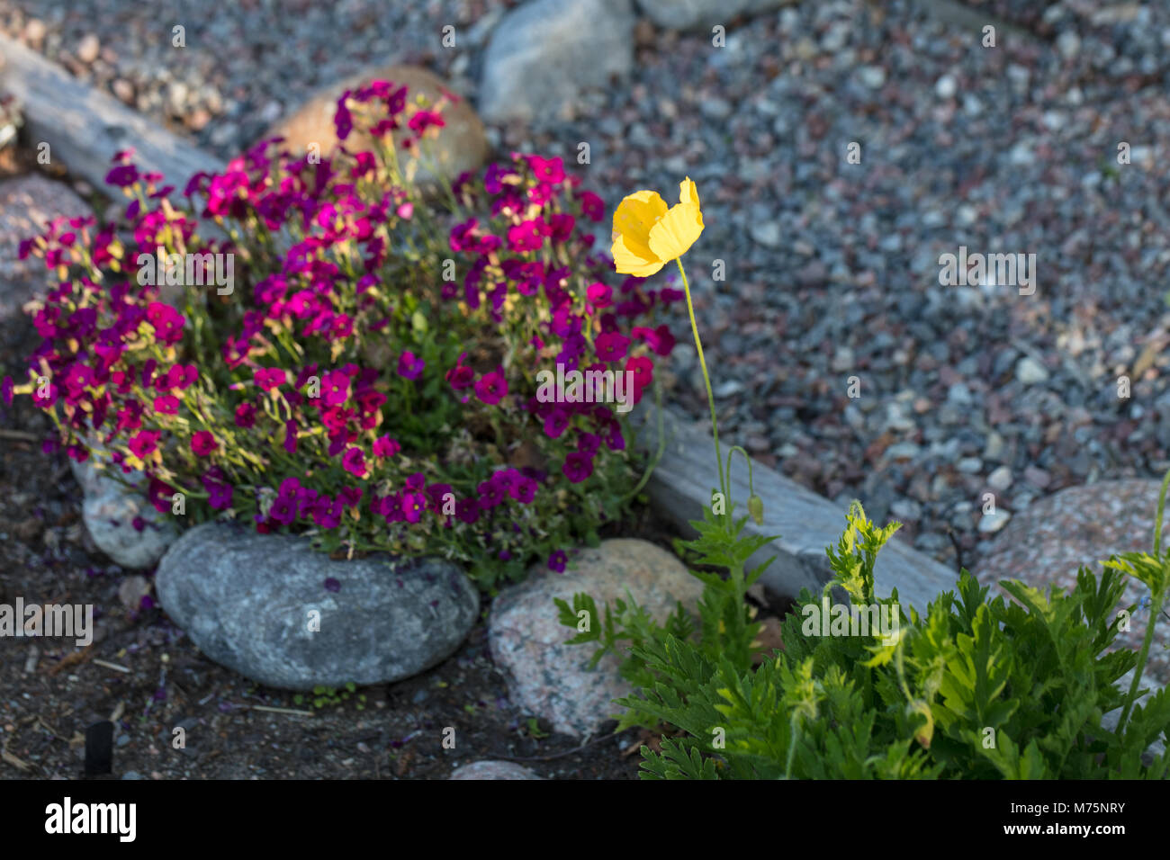 Welsh papavero, Engelsk vallmo (Meconopsis cambrica) Foto Stock
