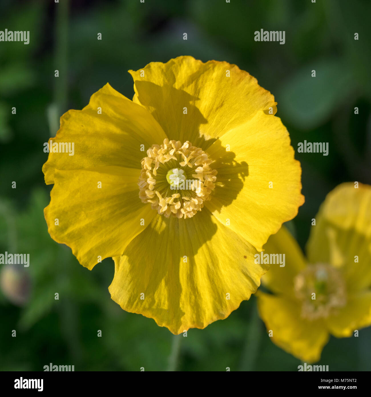 Welsh papavero, Engelsk vallmo (Meconopsis cambrica) Foto Stock
