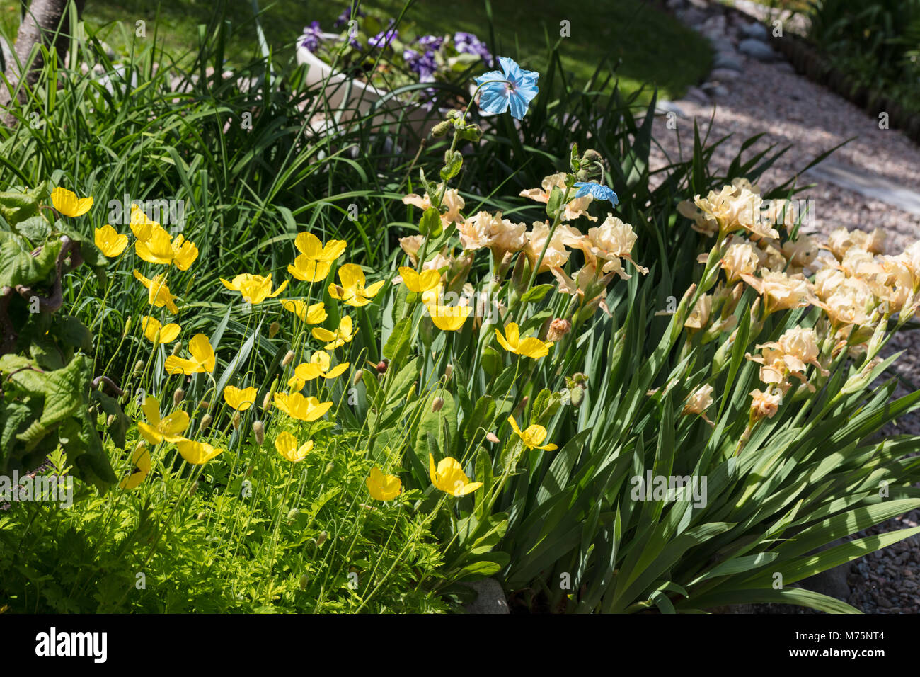 Welsh papavero, Engelsk vallmo (Meconopsis cambrica) Foto Stock