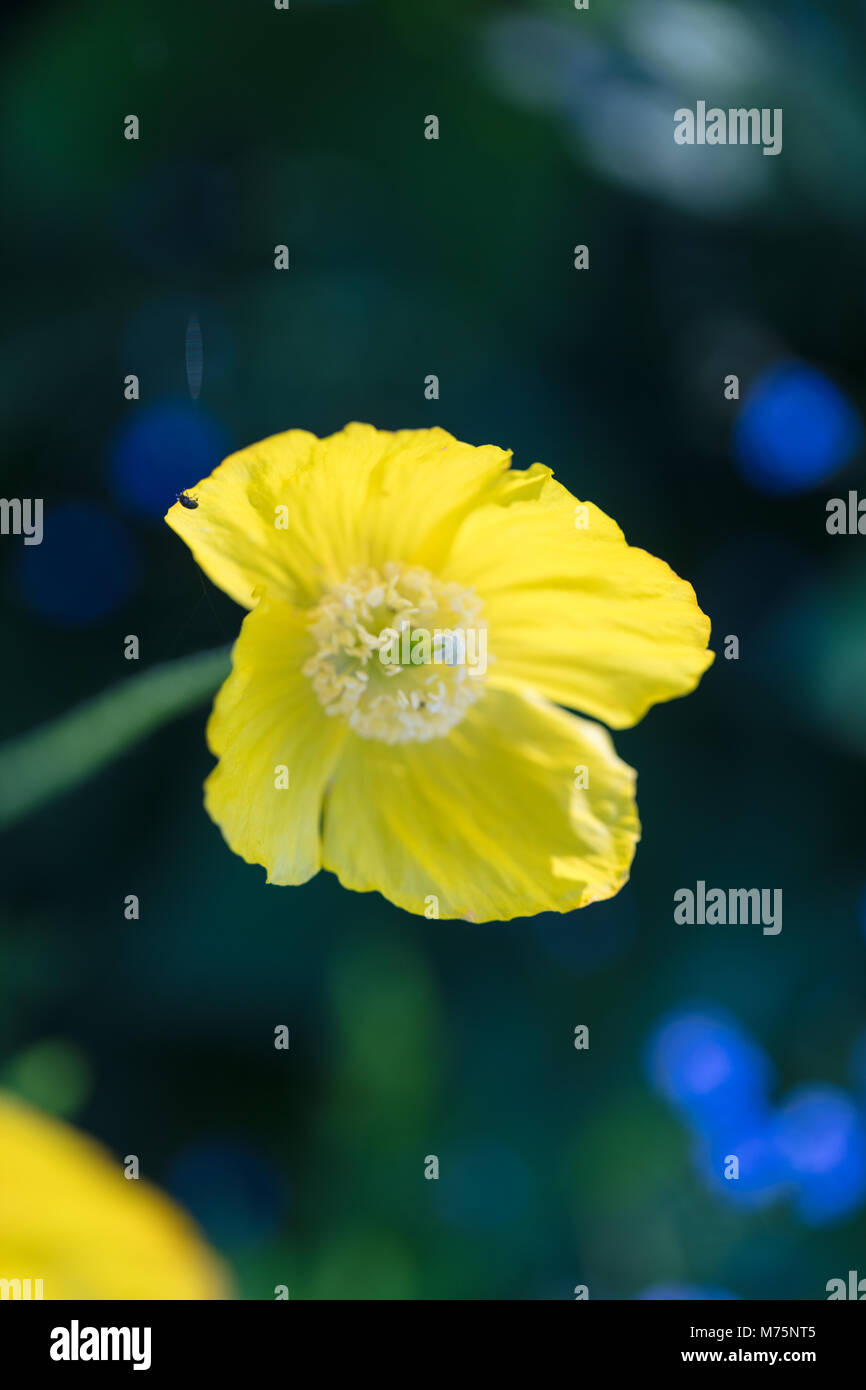 Welsh papavero, Engelsk vallmo (Meconopsis cambrica) Foto Stock