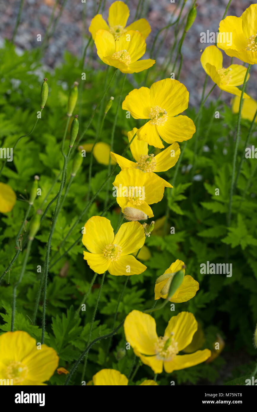 Welsh papavero, Engelsk vallmo (Meconopsis cambrica) Foto Stock
